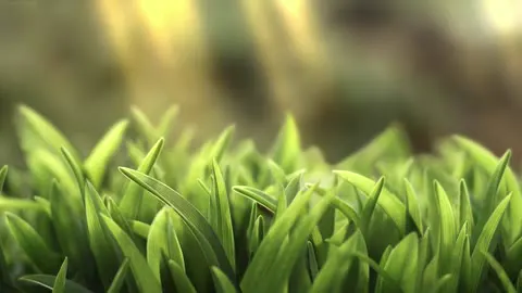 Tall grass bending in a steady wind.