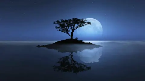 A tree standing perfectly still in its own reflection.